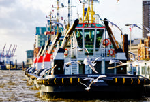 Lade das Bild in den Galerie-Viewer, Bugsier umgeben von Möven