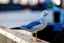 Lade das Bild in den Galerie-Viewer, Harmonie des aufmerksamen Zuhörens