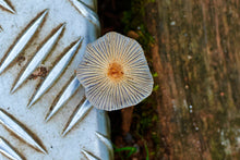 Lade das Bild in den Galerie-Viewer, der kleine Myzel | Hamburg Foto "der kleine Myzel" als Wandbild auf Leinwand kaufen