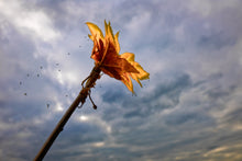 Lade das Bild in den Galerie-Viewer, die Kraft der Natur | Hamburg Foto "die Kraft der Natur" als Wandbild auf Leinwand kaufen