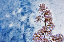 Lade das Bild in den Galerie-Viewer, Kirschblüte | Hamburg Foto "Kirschblüte" als Wandbild auf Leinwand kaufen