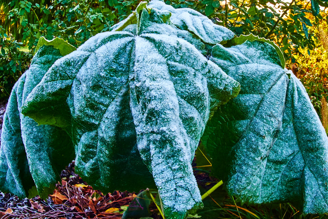 Frost, Blätter mit Eiskristallen | Hamburg Foto 