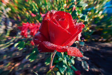 Lade das Bild in den Galerie-Viewer, Rosenblüte mit Tau im Morgenfrost | Hamburg Foto &quot;Rosenblüte mit Tau im Morgenfrost&quot; als Wandbild auf Leinwand kaufen
