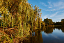 Lade das Bild in den Galerie-Viewer, Stadtparksee mit Weide | Hamburg Foto &quot;Stadtparksee mit Weide&quot; als Wandbild auf Leinwand kaufen
